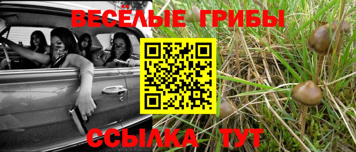 Галлюциногенные грибы Psilocybe Людиново